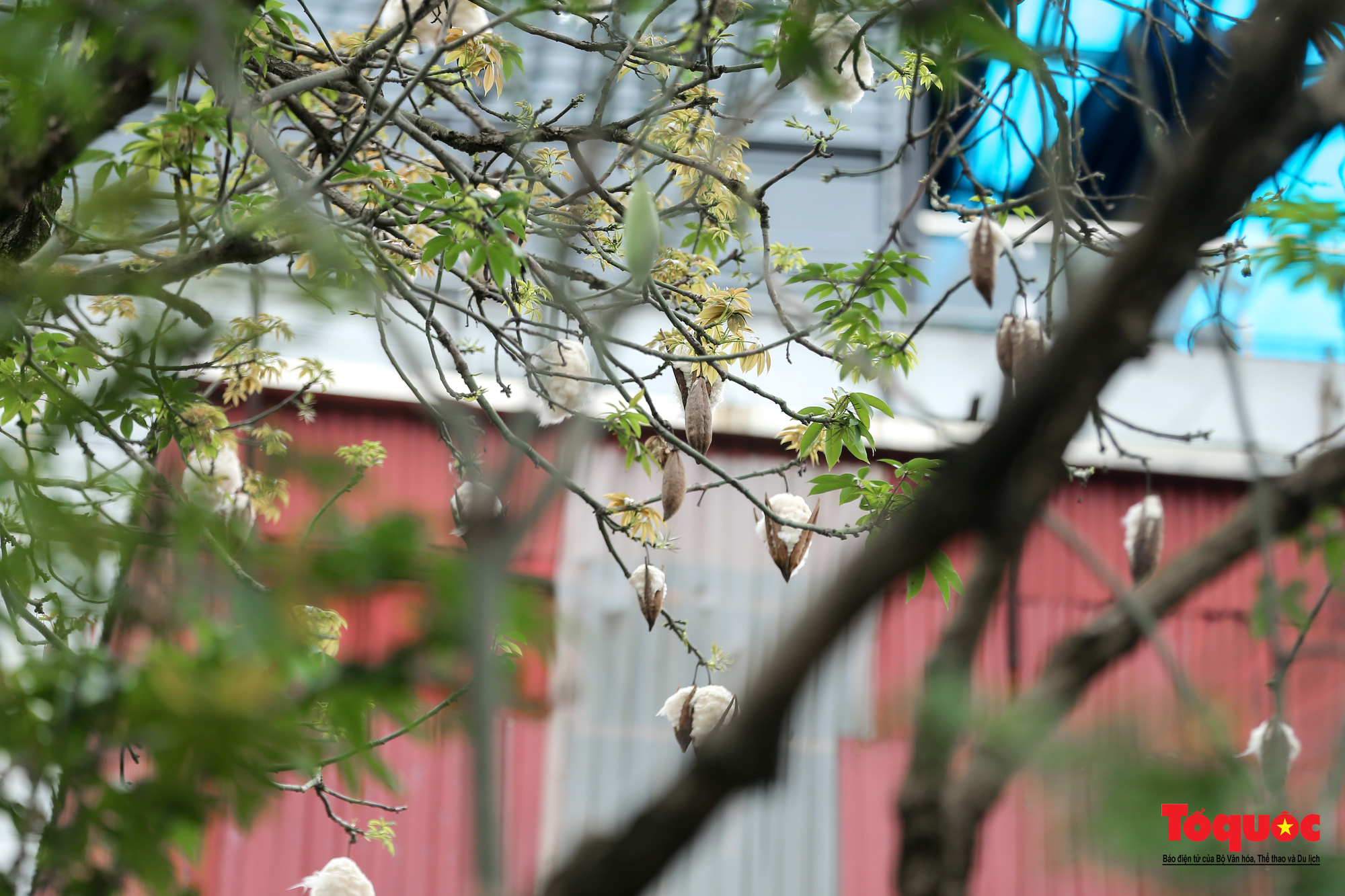 Ngỡ ngàng những cây bông gòn cuối cùng ở Hà Nội nở &amp;quot;hoa tuyết&amp;quot; - Ảnh 11.