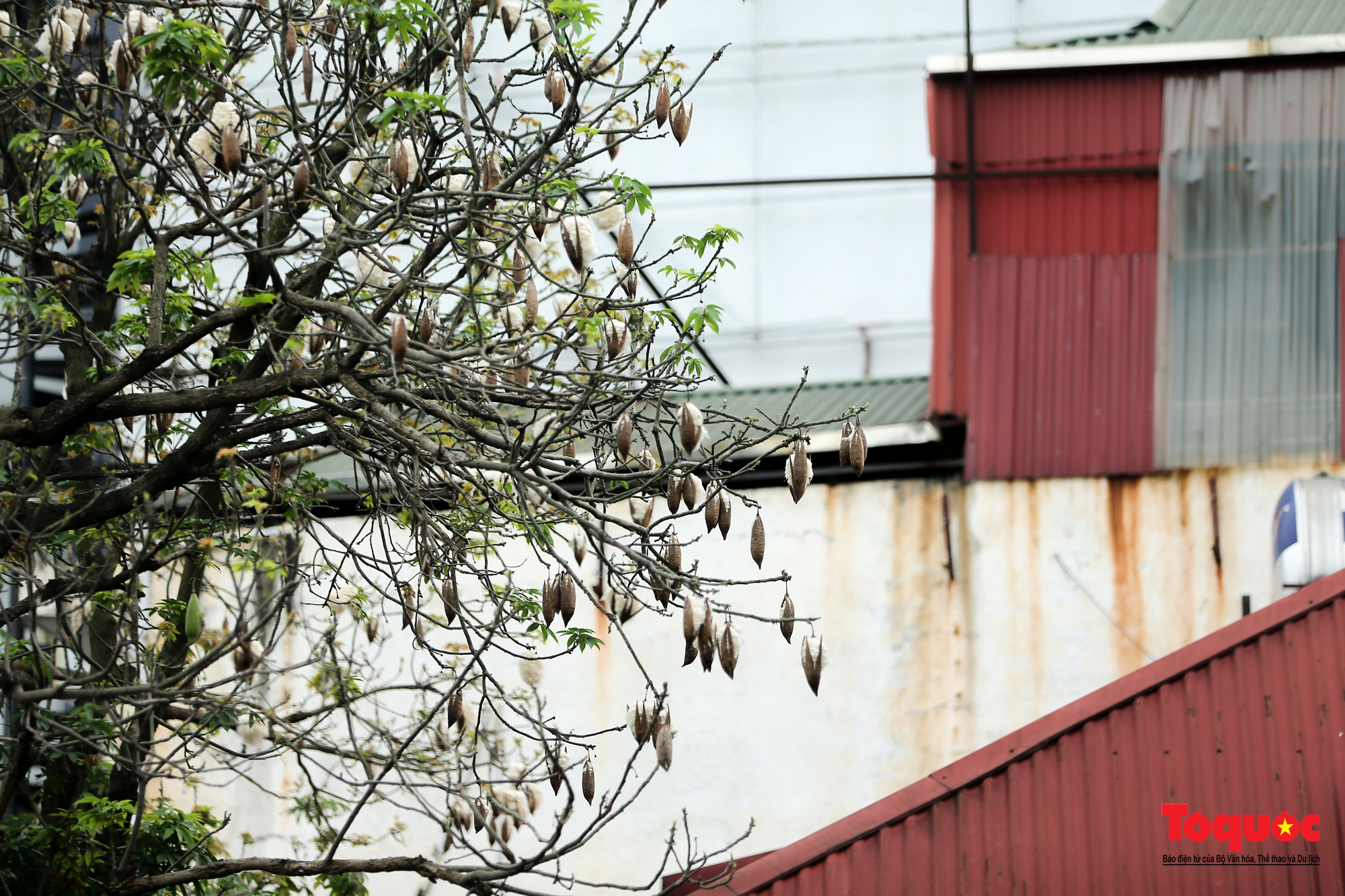 Ngỡ ngàng những cây bông gòn cuối cùng ở Hà Nội nở &amp;quot;hoa tuyết&amp;quot; - Ảnh 13.