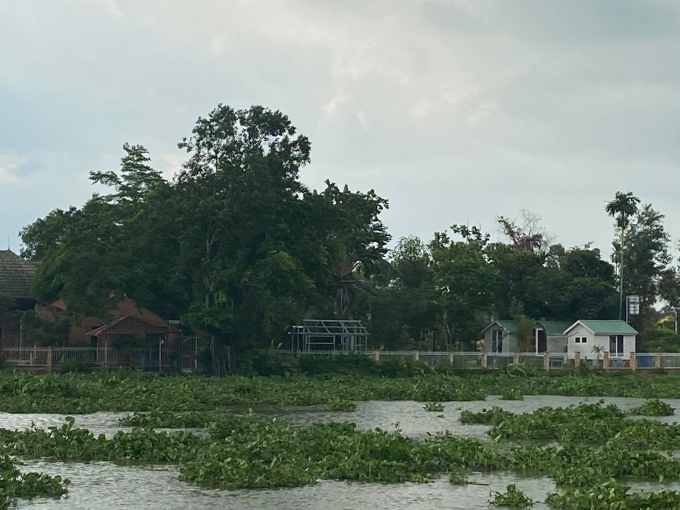Hiện trạng ven sông Sài Gòn của Khu đất nhà bà Phạm Mai Hoa tại ấp Phú Thứ, xã Phú An, TX Bến Cát, tỉnh Bình Dương.