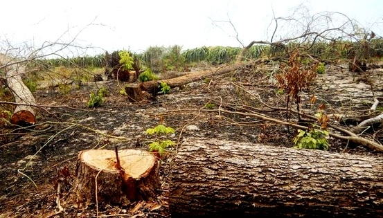 Bình Thuận: Xử lý nghiêm hành vi giết rừng bằng hóa chất để chiếm đất rừng trồng thanh long