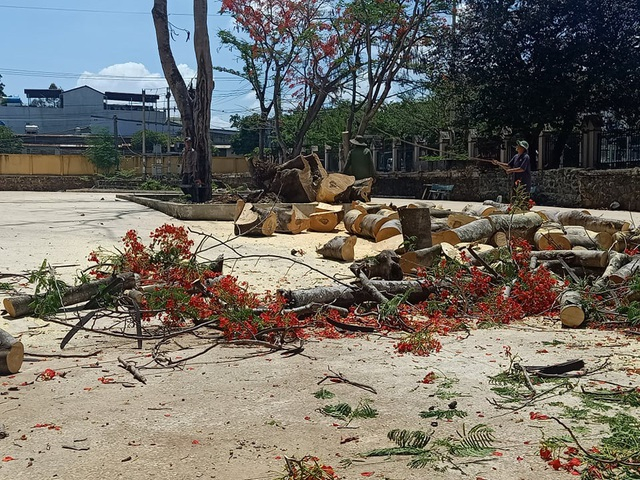 Nhiều cây phượng ở các sân trường đã bị đốn hạ, cắt thành từng khúc.