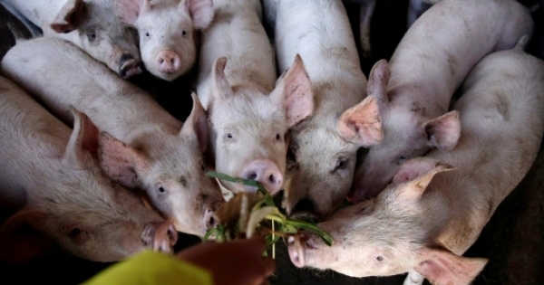 Giá thịt lợn vẫn cao, Bộ trưởng Nguyễn Xuân Cường lý giải do dịch tả lợn Châu Phi hoành hành