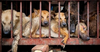 Lễ hội thịt chó diễn ra ở Trung Quốc bất chấp quy định mới về bảo vệ chó
