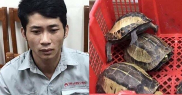 Đối tượng chuyên buôn bán rùa quý hiếm tại Hà Nội sa lưới