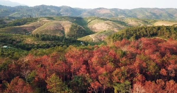 Lâm Đồng: Hủy hoại hơn 10ha rừng thông, nhóm đối tượng lĩnh án