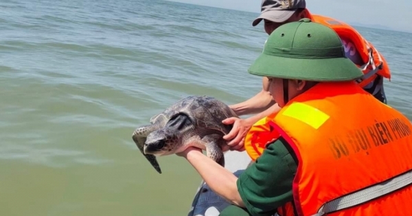 Rùa biển quý hiếm nặng 15 kg được giải cứu