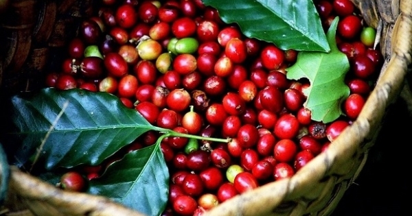 Hôm nay 3/6: Giá cà phê tại các vùng trồng trọng điểm tiếp tục tăng
