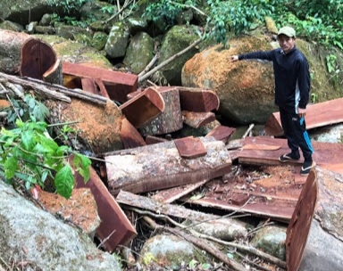 Lâm Đồng: Khai thác gỗ rừng trái phép, nhóm người bị phạt 270 triệu đồng