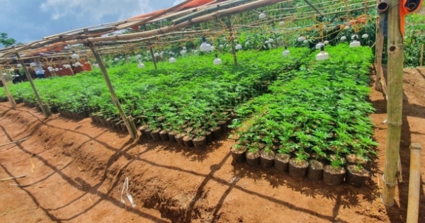 Đắk Nông: Bắt quả tang 2 nghi can trồng hơn 2.600 cây cần sa