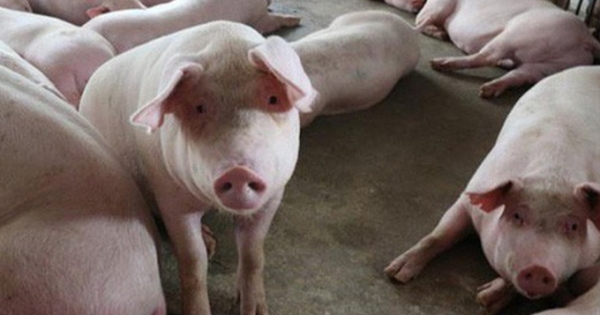 Bình Phước tiêu huỷ 1,8 tấn lợn do bệnh dịch