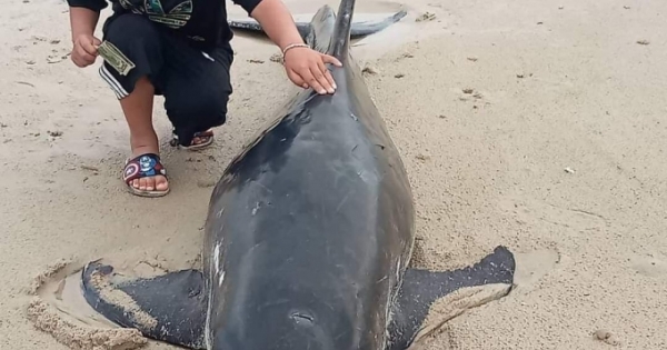 Quảng Ninh: Người dân xã đảo Quan Lạn giải cứu thành công cá Heo mắc kẹt trên bãi biển