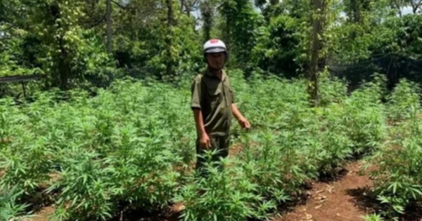 Đắk Lắk: Phát hiện một hộ dân trồng trái phép hàng trăm cây cần sa