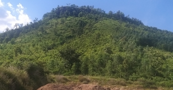 Thạch mộc trăm triệu năm tuổi trên núi Chư A Thai