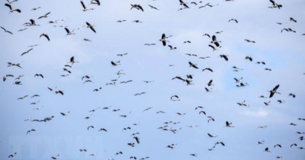Hơn 1000 cá thể cò nhạn quý hiếm di cư về Vườn quốc gia Lò Gò - Xa Mát