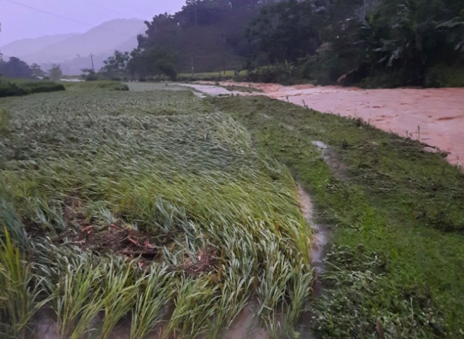 Lúa của người dân huyện Bảo Yên đổ rạp, úng ngập.