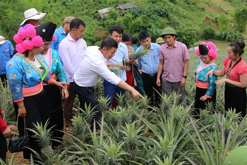 Lãnh đạo huyện, các xã tham quan mô hình trồng dứa Queen tại xã vùng cao Co Mạ.