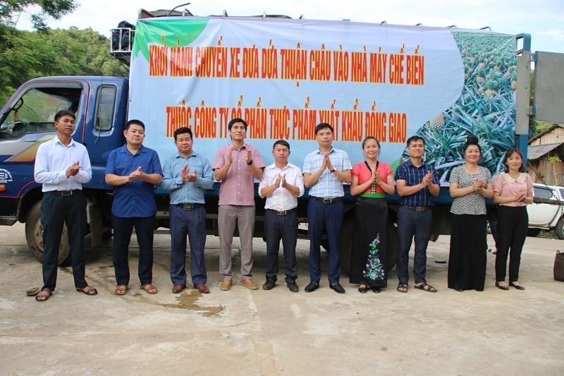 Chuyến xe dứa Thuận Châu đưa vào nhà máy chế biến của Công ty Cổ phần thực phẩm xuất khẩu Đồng Giao.