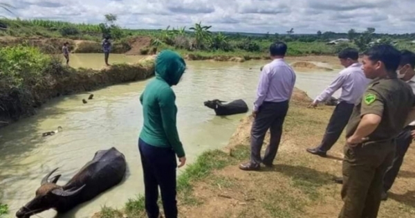 Đắk Lắk: Rủ nhau ra ao gần nhà chơi hai chị em đuối nước thương tâm