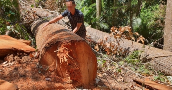 Tuyên phạt các đối tượng phá rừng tại Kon Plông 81 tháng tù giam