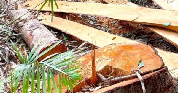 Lâm tặc đốn hạ trái phép hơn 50 cây gỗ lớn ở huyện Đắk Pơ