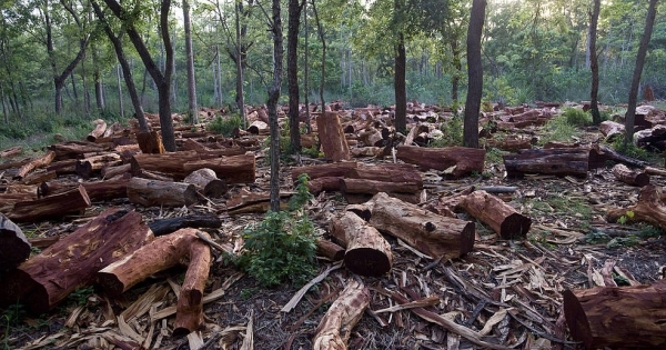 Quy định mới của EU đối với một số sản phẩm liên quan đến phá rừng và suy thoái rừng