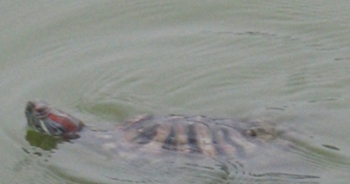 Thực hư việc rùa tai đỏ xuất hiện ở hồ Hoàn Kiếm