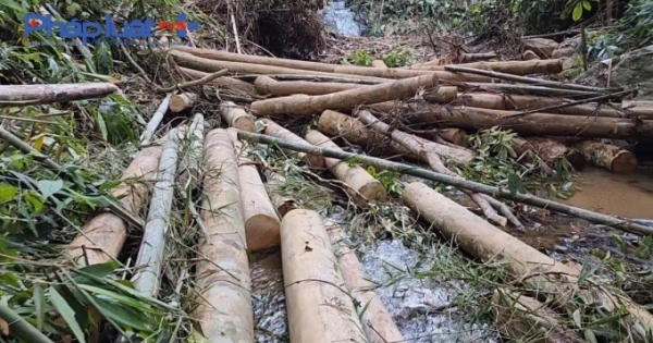 UBND huyện Văn Yên phản hồi thông tin vụ phá rừng không thương tiếc ở xã Châu Quế Thượng