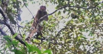 Thả 10 cá thể khỉ về Vườn Quốc gia Bái Tử Long