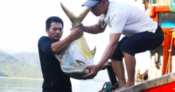 Hà Tĩnh: 11 ngư dân thu 600 triệu sau một đêm ra khơi