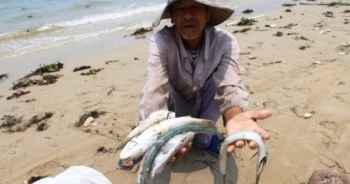 Truyền thông thế giới đồng loạt đưa tin về thủ phạm gây ra vụ cá chết hàng loạt ở Việt Nam