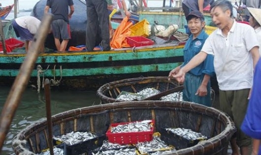 Tìm sinh kế cho ngư dân bị ảnh hưởng sự cố Formosa