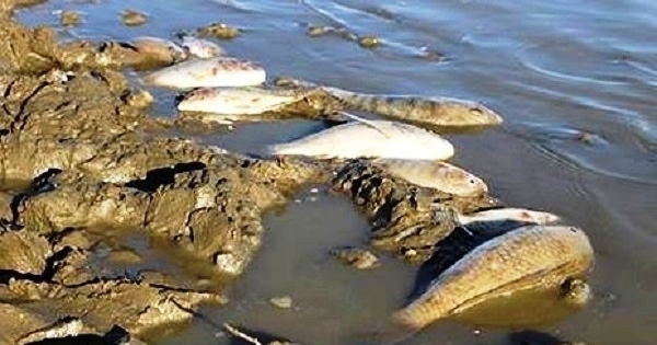 Huyện Tân Kỳ (Nghệ An): Cá chết bất thường sau một trận mưa lớn