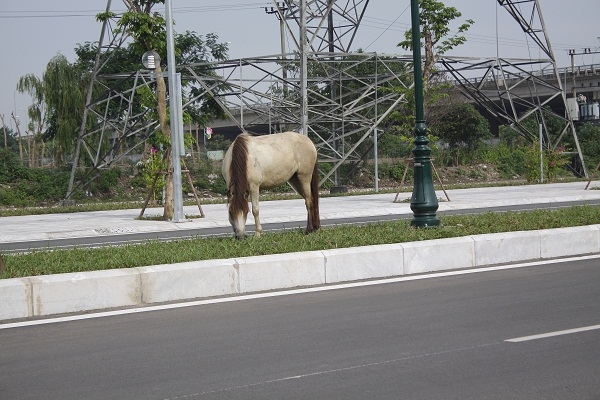 Đ&agrave;n ngựa ngang nhi&ecirc;n ăn cỏ tr&ecirc;n giải ph&acirc;n c&aacute;ch giữa con đường hiện đại bậc nhất Thủ đ&ocirc;.