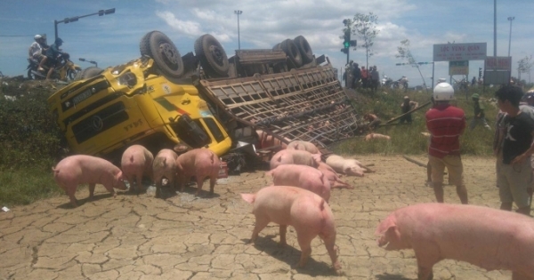 Hi hữu: Xe tải lật ngửa, hàng trăm con lợn chạy lông nhông khắp nơi
