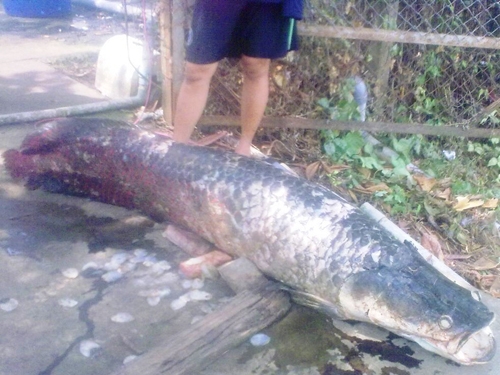 Th&aacute;ng 2/2013, ở An Giang, người ta ph&aacute;t hiện con c&aacute; huyết rồng d&agrave;i gần 2m, nặng khoảng 80kg nổi tr&ecirc;n mặt nước.