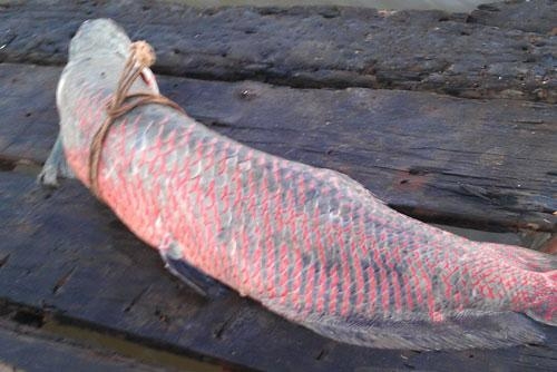 Năm 2012, tại thị x&atilde; B&igrave;nh Minh (Vĩnh Long), 2 ngư d&acirc;n bắt được con c&aacute; huyết rồng nặng gần 50kg, d&agrave;i 1,7m.
