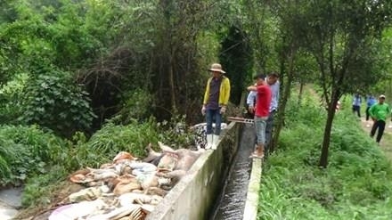 Vụ vứt hàng trăm heo thối ra sông Sài Gòn: Từng bị phạt hàng trăm triệu nhưng vẫn tiếp tục vi phạm