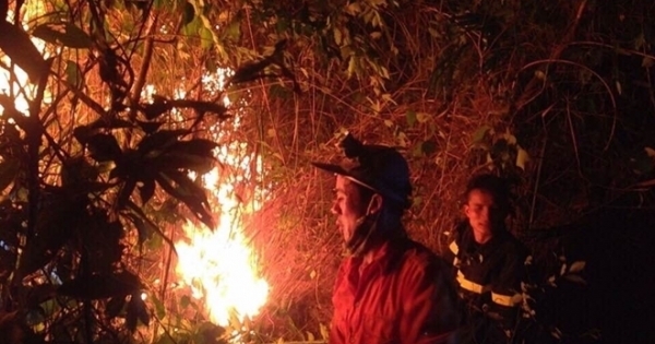 Thanh Hoá: Cháy rừng thông, gần 10ha bị thiêu rụi