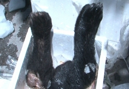 Thanh Hóa: Bắt gần 40kg chi gấu trên xe biển số Lào không rõ nguồn gốc