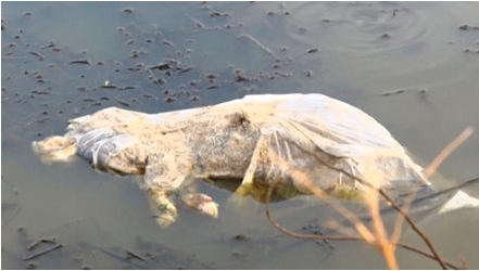 Quảng Bình: Xác lợn chết đầy đồng, gây ô nhiễm nặng