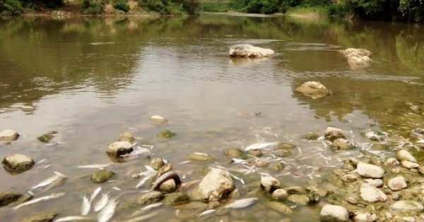 Thanh Hóa: Cá, vịt chết bất thường trên sông Âm