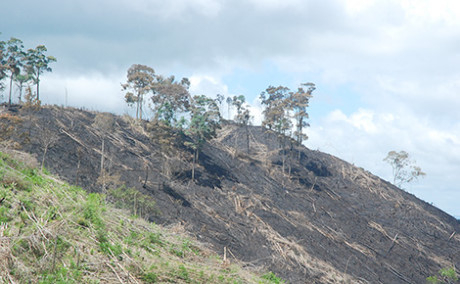Hơn 46ha rừng ph&ograve;ng hộ tại Tiểu khu 1685 thuộc địa b&agrave;n x&atilde; Quảng Sơn bị cạo trọc.