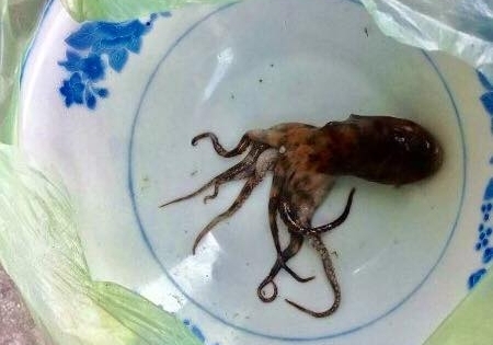 Vụ một người tử vong do bạch tuộc cắn ở Huế: Gia đình từ chối kiểm nghiệm con bạch tuộc
