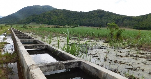 Khánh Hòa: Mía chết vì công trình thủy lợi tiền tỷ xuống cấp
