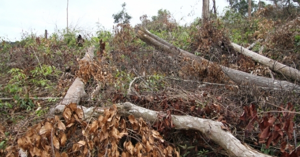 Lâm Đồng: Khởi tố vụ phá rừng ở Đạ Tẻh