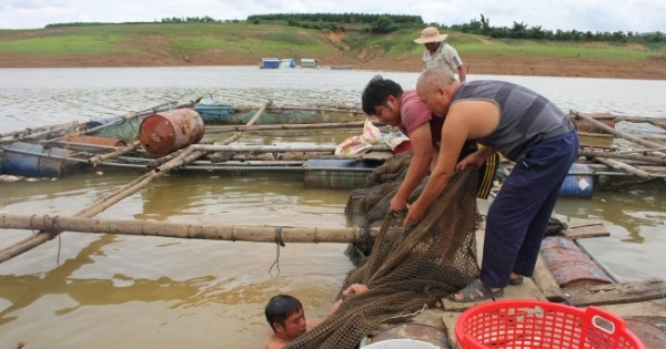 Xác minh hiện tượng cá lồng chết bất thường tại lòng hồ Plei Krông