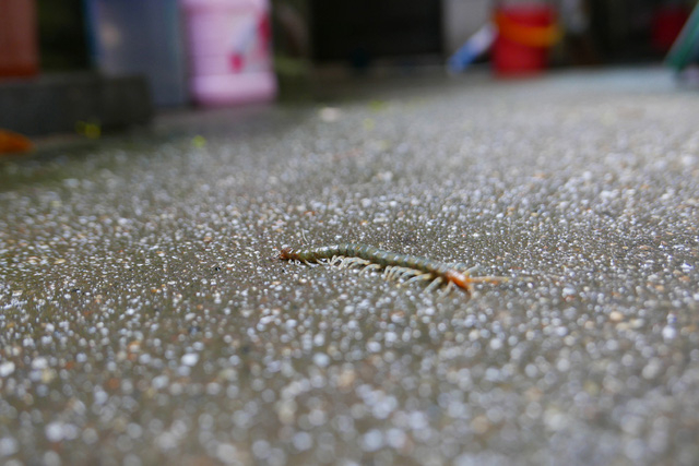 M&ocirc;i trường ẩm thấp khiến rắn rết, chuột bọ xuất hiện nhiều trong khu nh&agrave;.