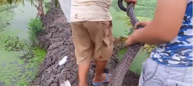 Con rắn d&agrave;i 3 m&eacute;t, nặng 4,5 kg. (Ảnh: cắt từ clip)