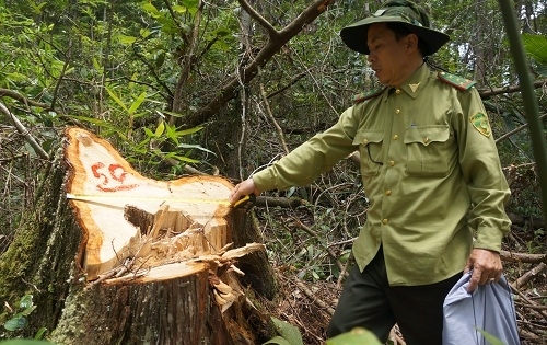 Quảng Nam: Phó đồn biên phòng bị bắt trong vụ phá rừng pơ mu