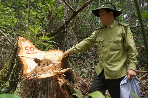 Một g&oacute;c rừng pơ mu bị chặt ph&aacute; tại huyện Nam Giang, tỉnh Quảng Nam.&nbsp;
